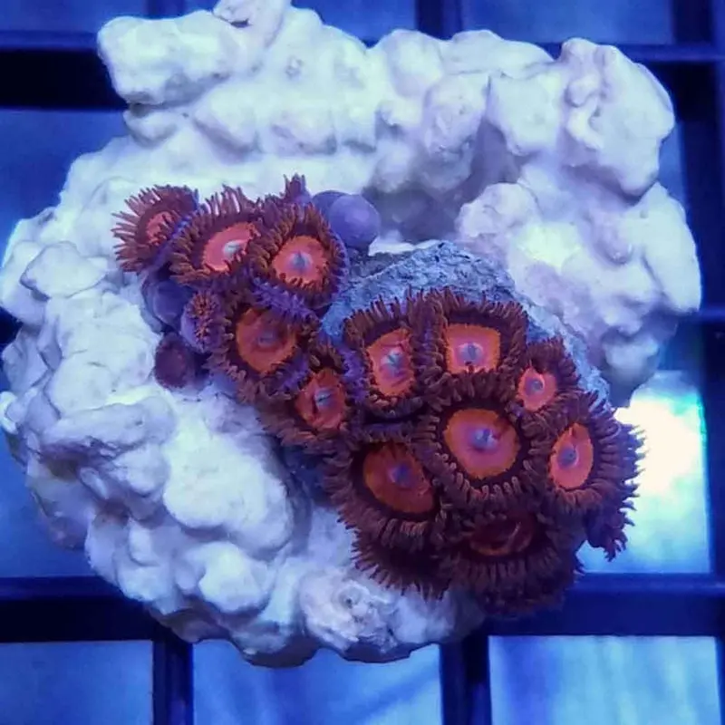 Red Zoanthid Polyp Frag - Zoanthus sp. (ORA)