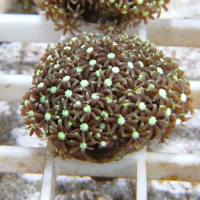 Star Polyp Frag - Pachyclavularia sp.