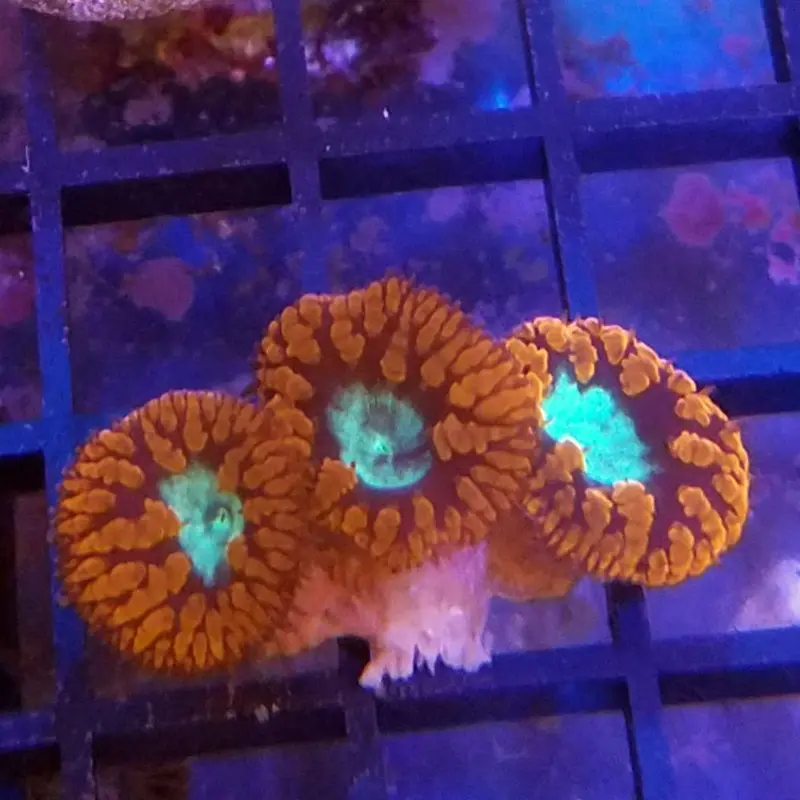 Ultra Aussie Blastomussa wellsi Frag
