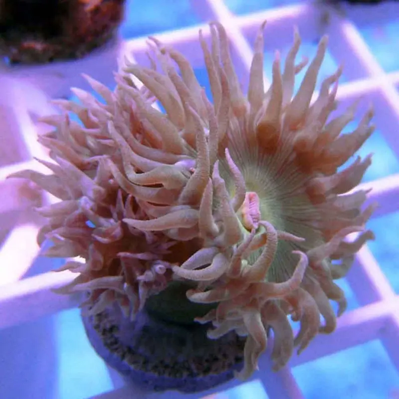 Whisker Coral Frag - Duncanopsamma axifuga