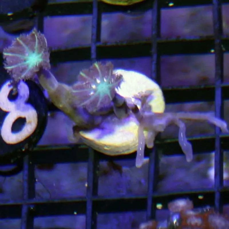 Assorted Clove Polyp Frag - Clavularia sp.