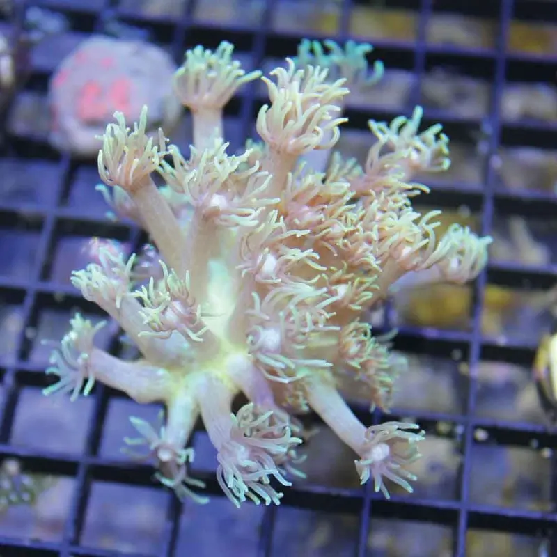 Assorted Goniopora Frag - Goniopora sp.