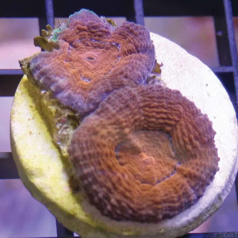 Bowerbanki Frag - Acanthastrea bowerbanki