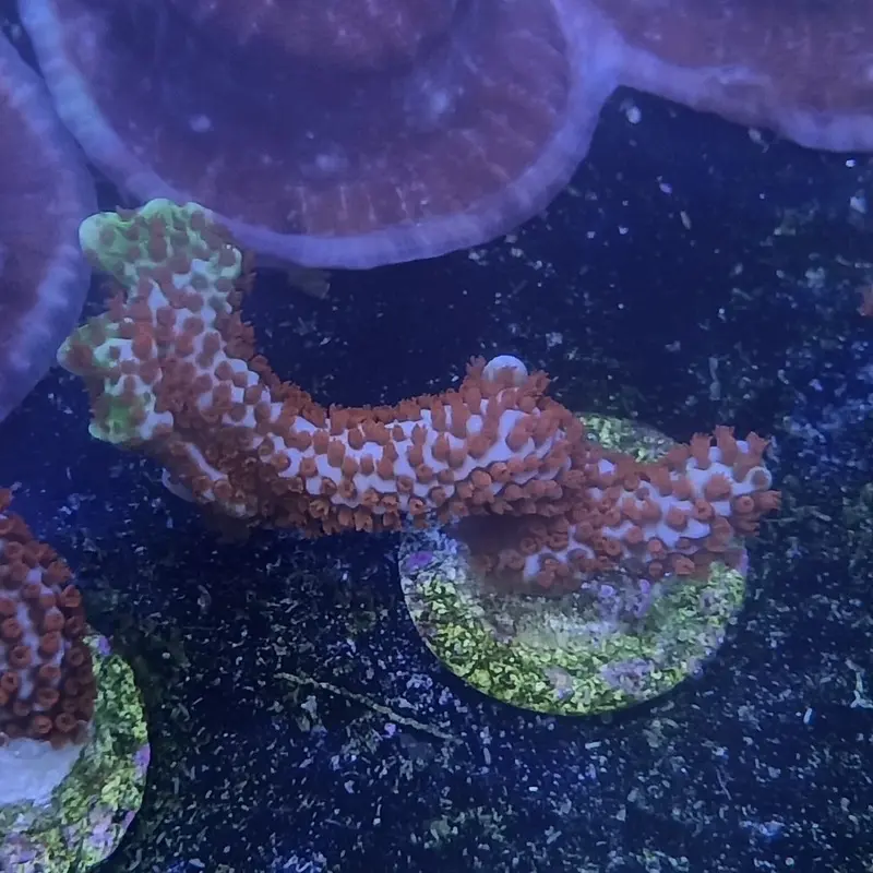 Bubblegum Digitata Frag - Montipora digitata (ACI)
