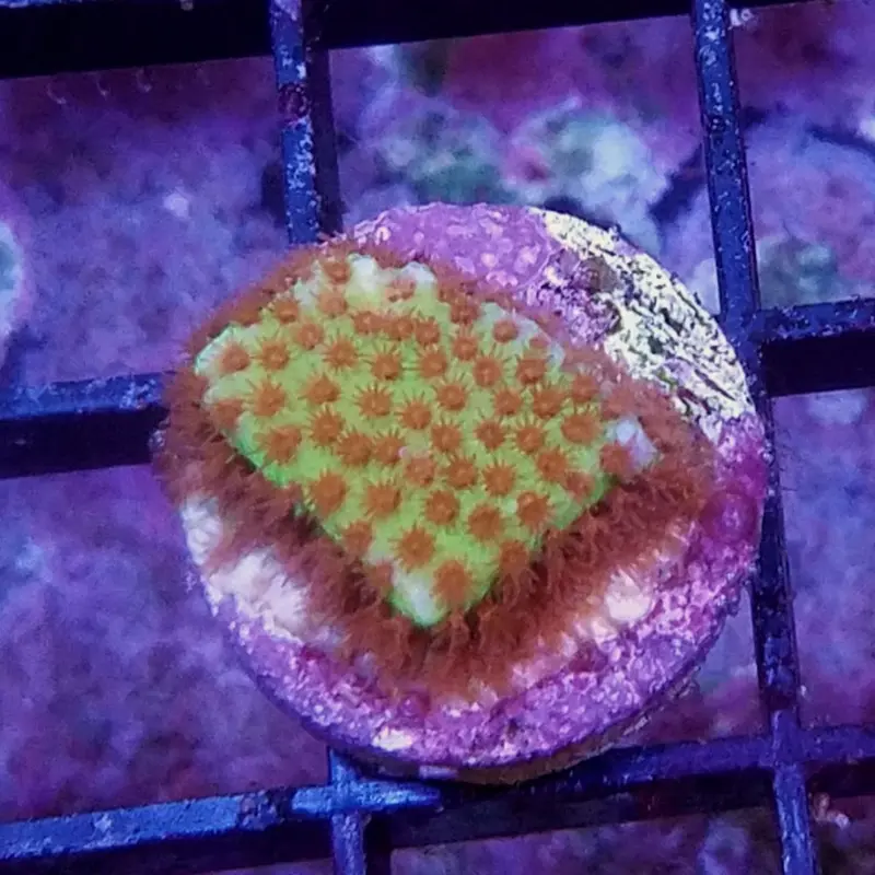 Burning Banana Thorn Coral Frag - Stylocoeniella sp. (ACI)