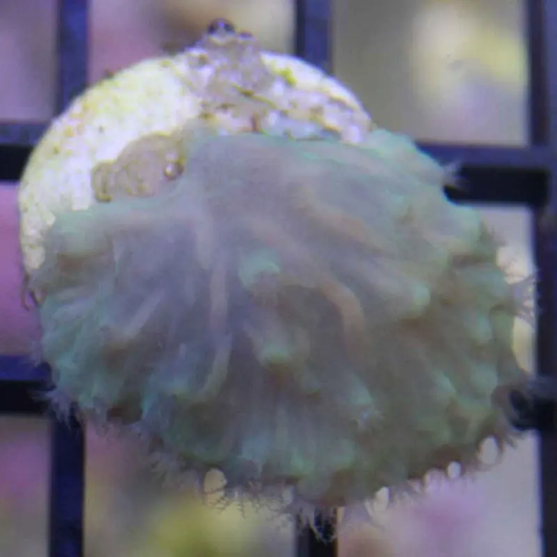 Colonial Leather Frag - Sinularia dura