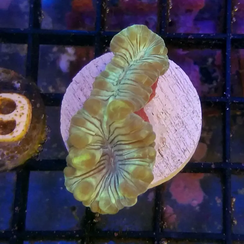 Fox Coral Frag - Nemenzophyllia turbida