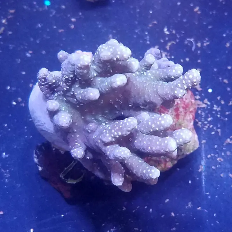 Fuzzy Finger Leather Frag - Lobophytum sp. (ORA)