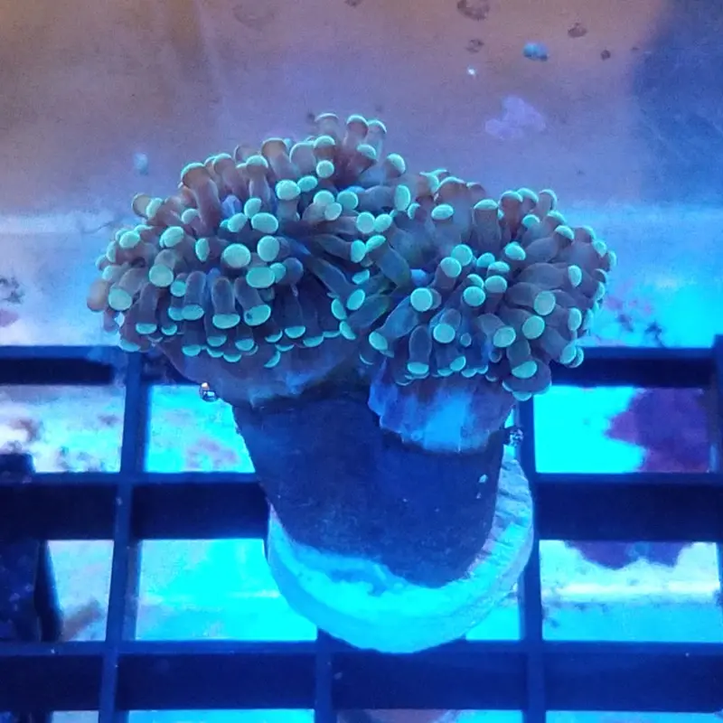 Grape Cristata Torch Frag - Euphyllia cristata