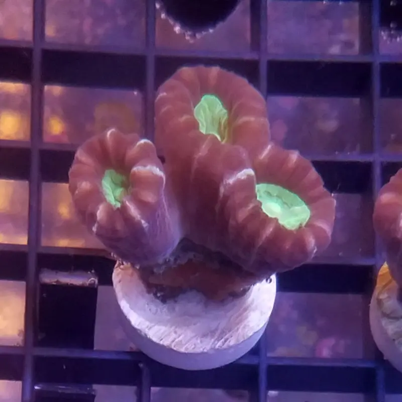 Green-eyed Trumpet Coral Frag - Caulastrea sp.