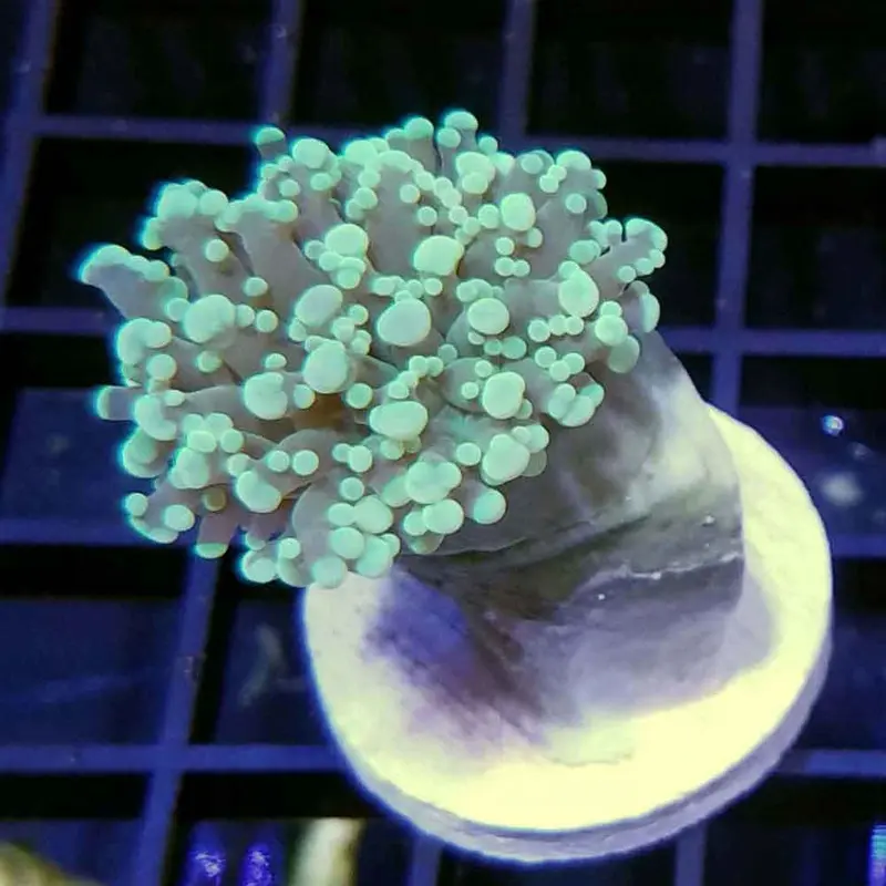 Green Frogspawn  - Euphyllia divisa