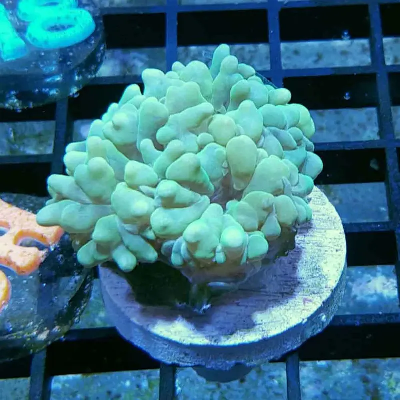 Green Pearl Bubble Coral Frag - Physogyra sp.