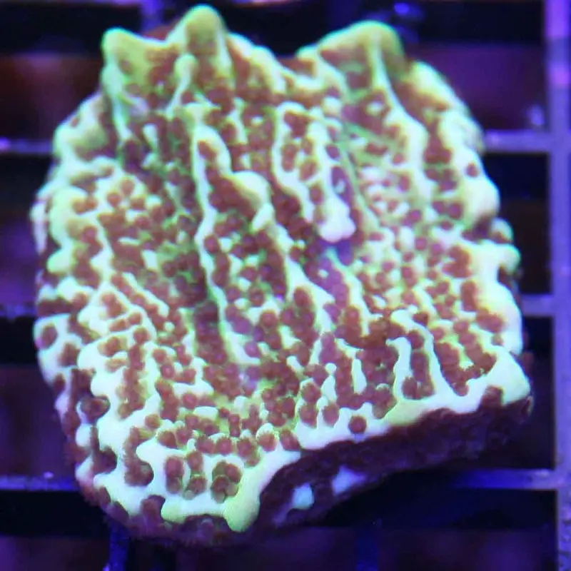 Green Spongodes Frag - Montipora spongodes