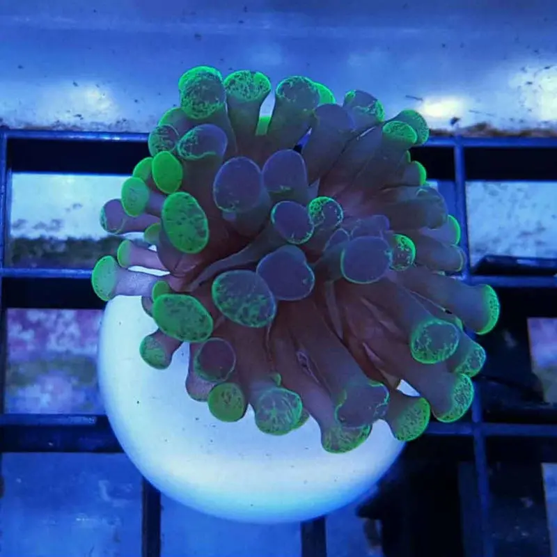 Marbled Hammer Coral Frag - Euphyllia sp.