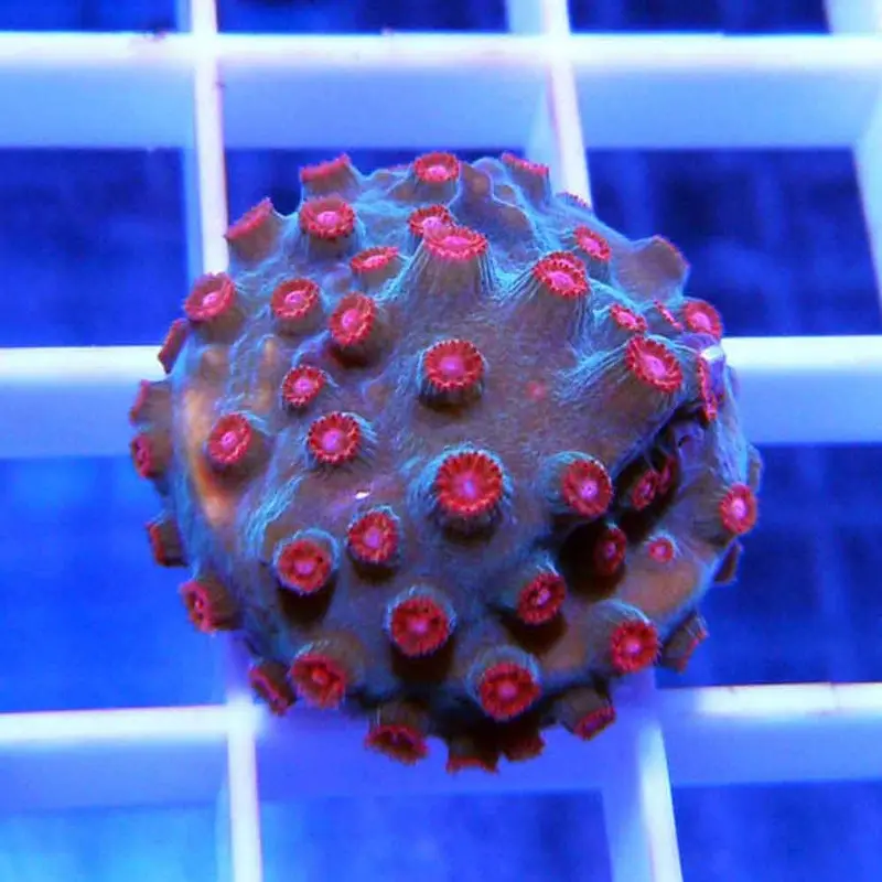Meteor Shower Cyphastrea Frag - Cyphastrea sp. (ACI)