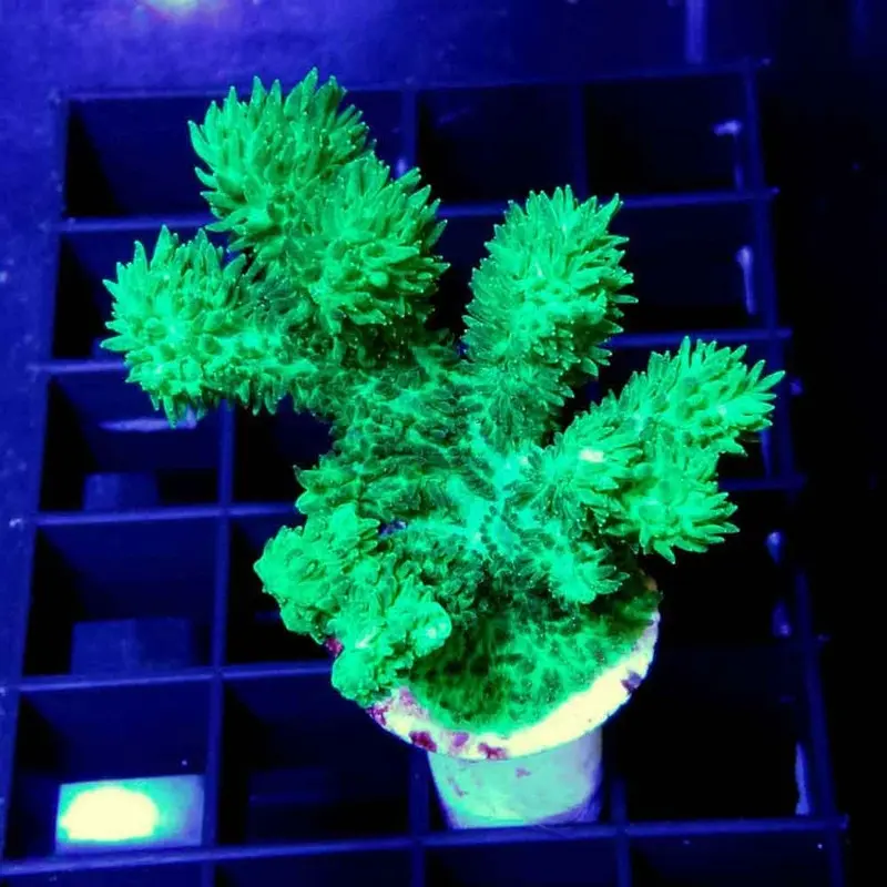 MIMF Green Hydnophora Frag - Hydnophora sp. (ORA)