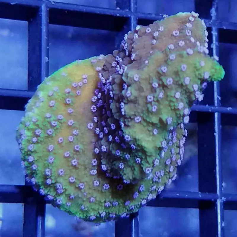 MIMF Melonberry Monti Frag - Montipora peltiformis (ORA)