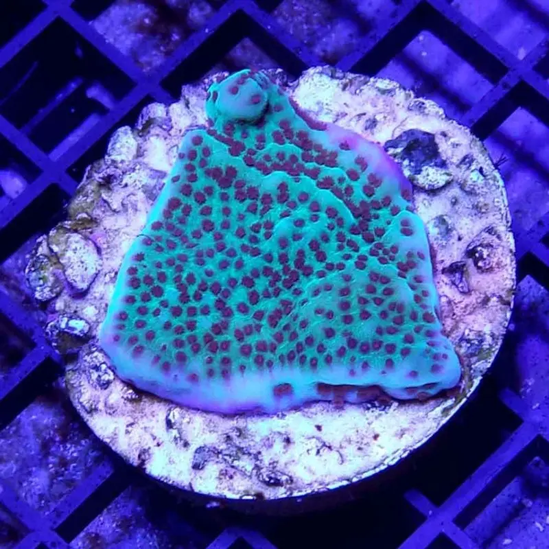 Mind Trick Monti Frag - Montipora sp. (ORA)