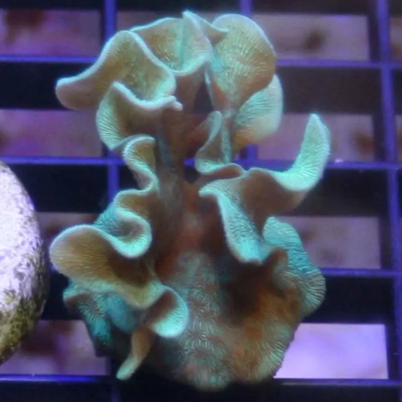 Mint Pavona Frag - Pavona frondifera (ORA)