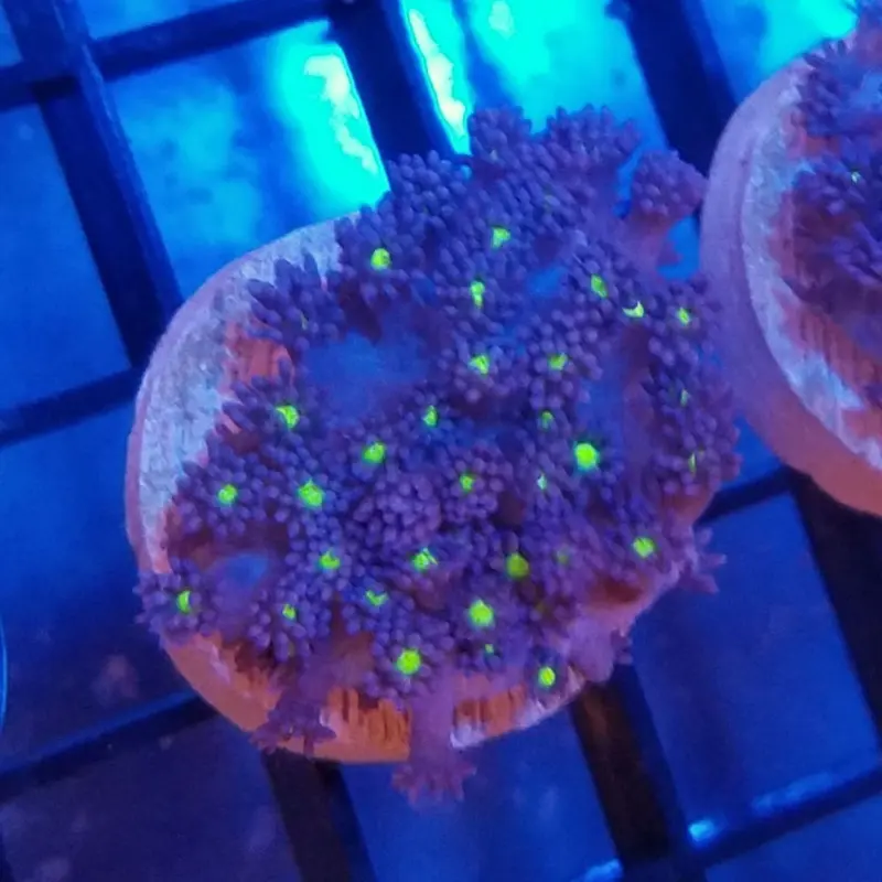 Neon-eyed Goniopora Frag - Goniopora sp.