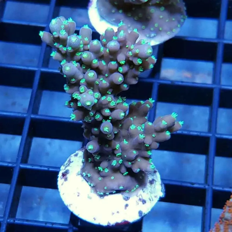 Neon Green Polyp Acro Frag - Acropora sp. (ORA)