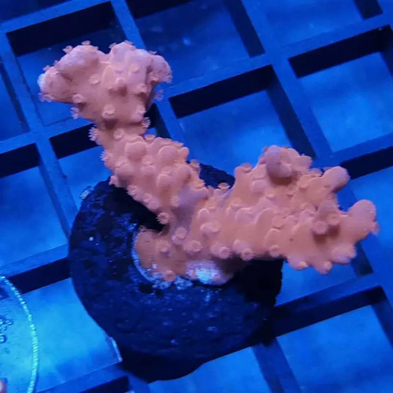 Orange Setosa Frag - Montipora setosa (ORA)