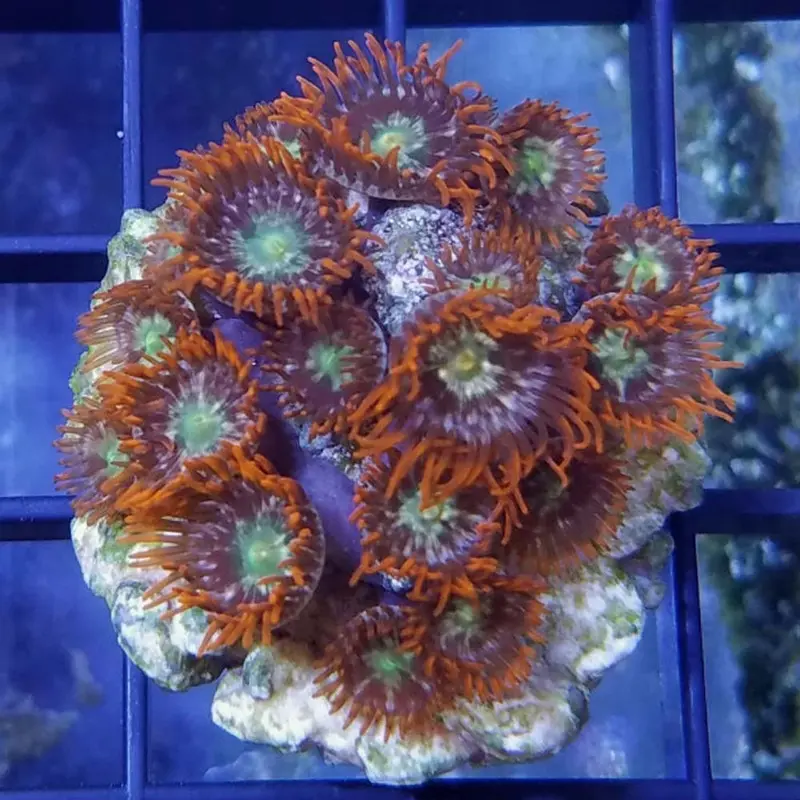 Orange Zoanthid Polyp Frag - Zoanthus sp. (ORA)