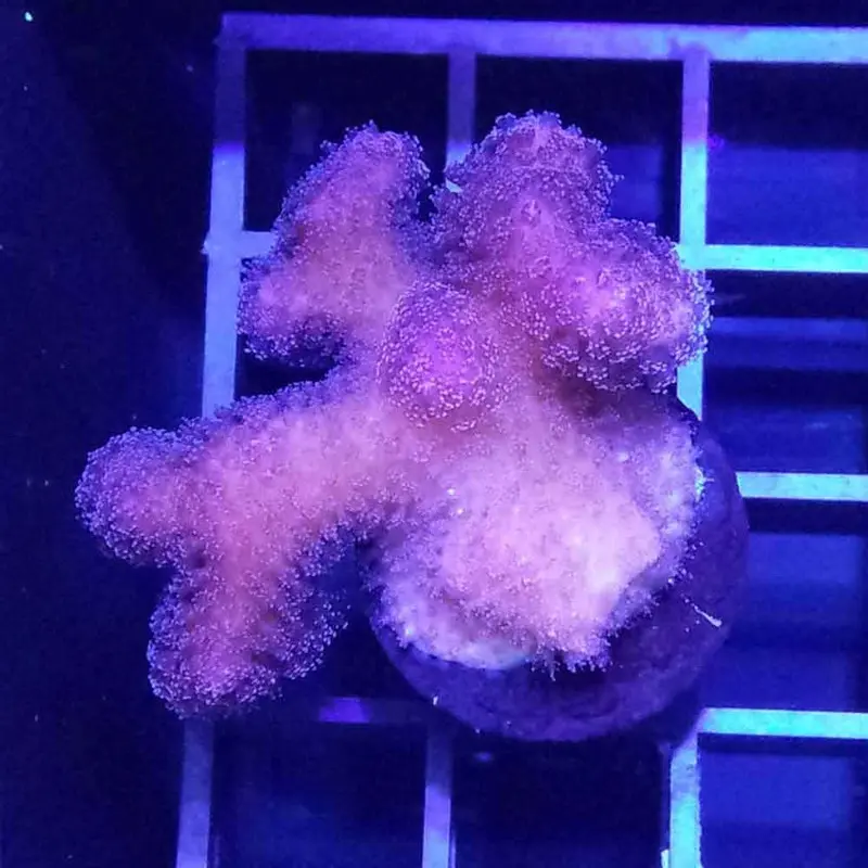 Pink Stylophora Frag - Stylophora sp. (ORA)