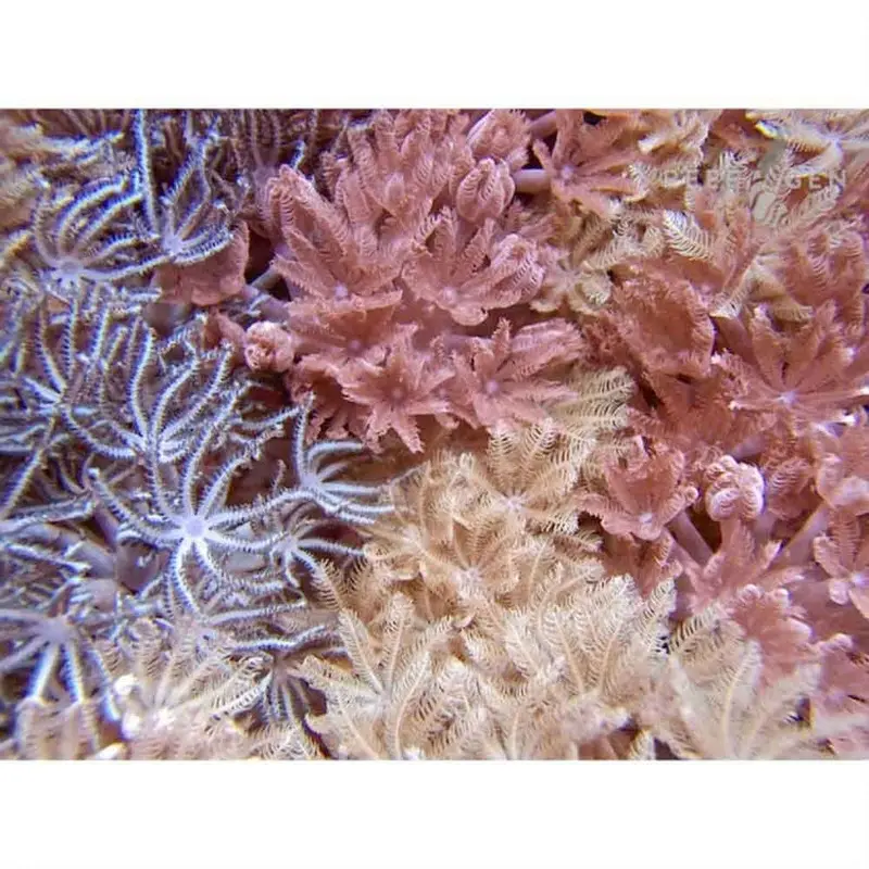 Pulsing Xenia Frag - Xenia sp.