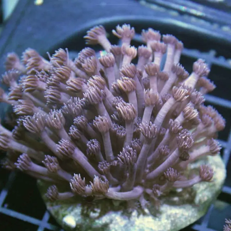 Purple Goniopora Frag - Goniopora sp.