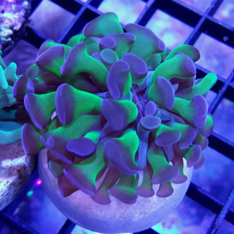 Purple-tipped Green Hammer Frag - Euphyllia sp.