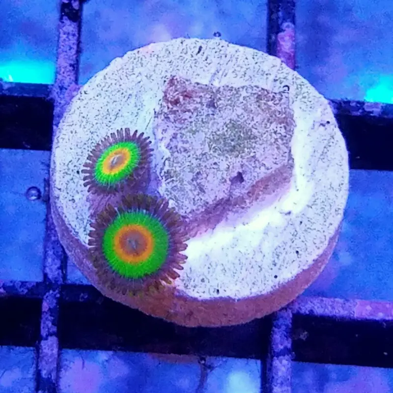 Rasta Polyp Frag - Zoanthus sp.