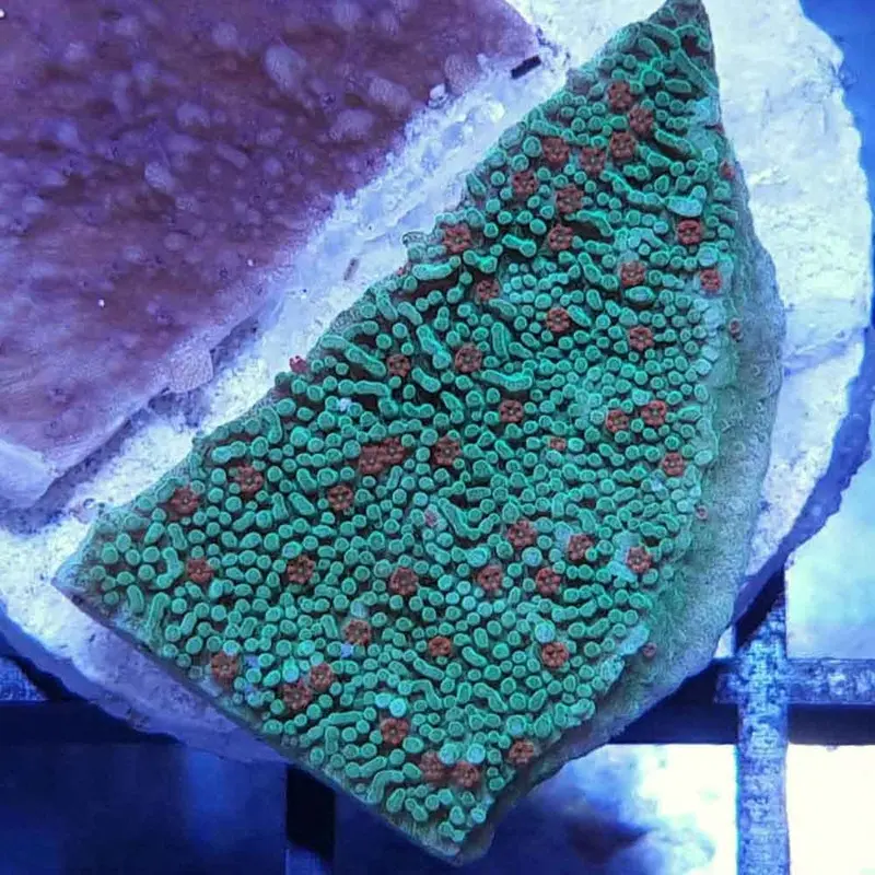 Season's Greetings Cap Frag - Montipora capricornis