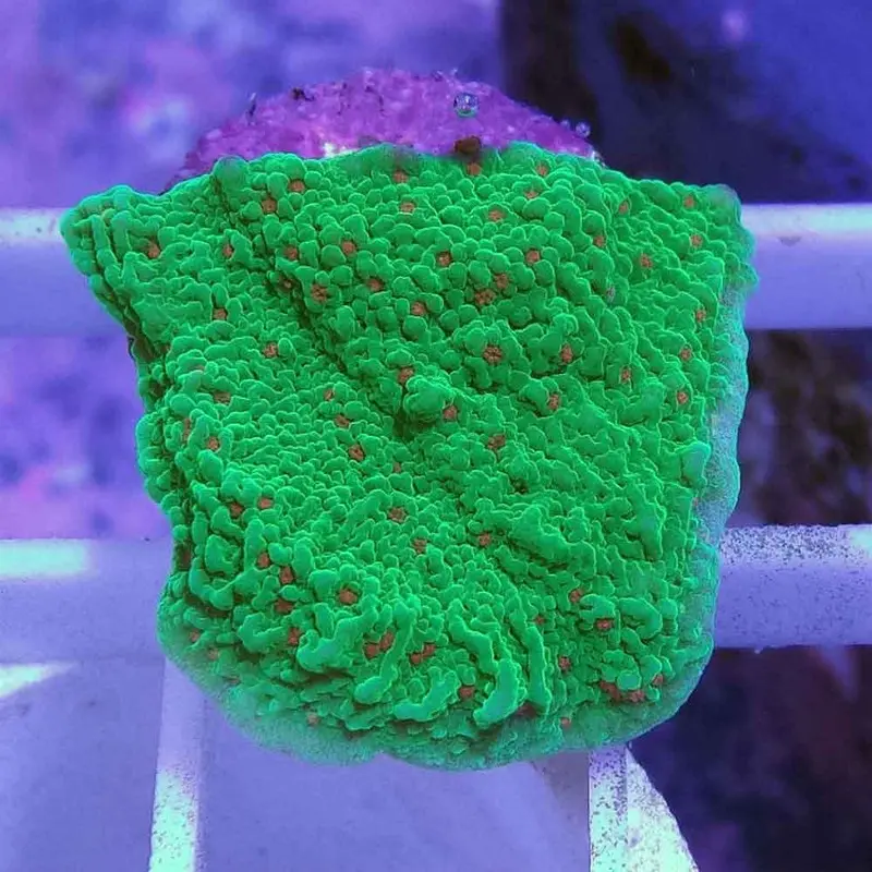 Season's Greetings Monti Frag - Montipora sp. (ACI)