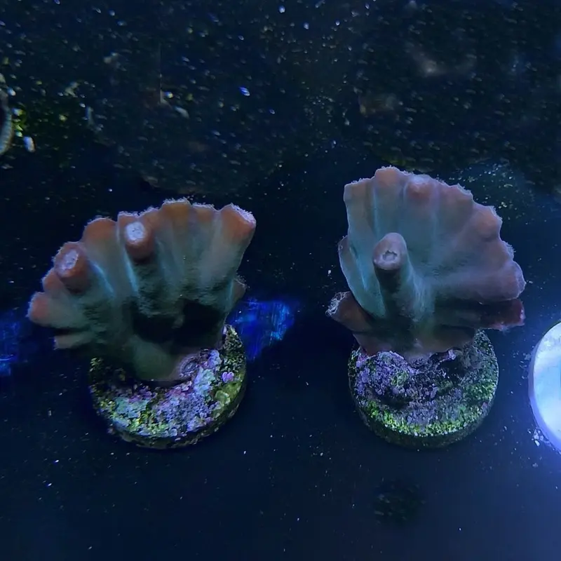 Spiny Turbinaria Frag - Turbinaria heronensis