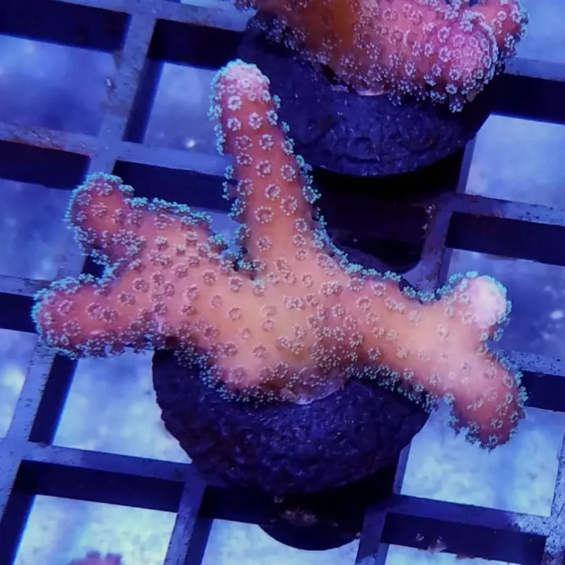 Stellar Stylophora Frag - Stylophora sp. (ORA)