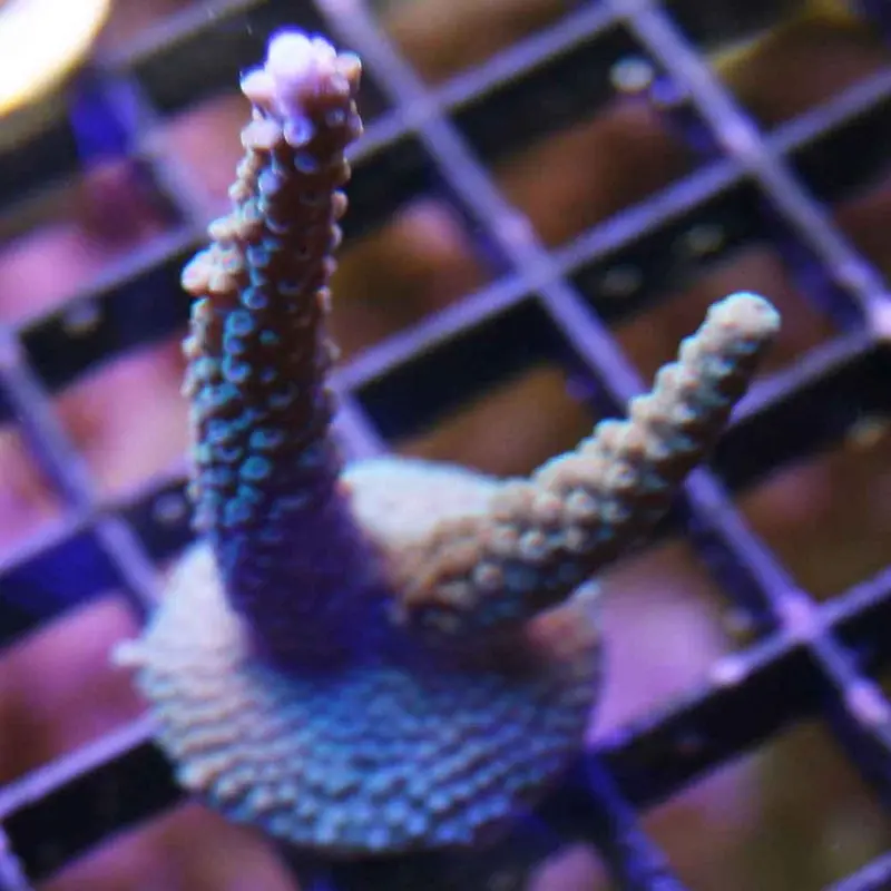 Stuber Staghorn Acro Frag - Acropora sp. (ORA)