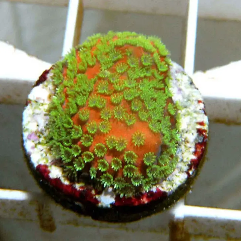 Sunset Monti Frag - Montipora sp. (ACI)