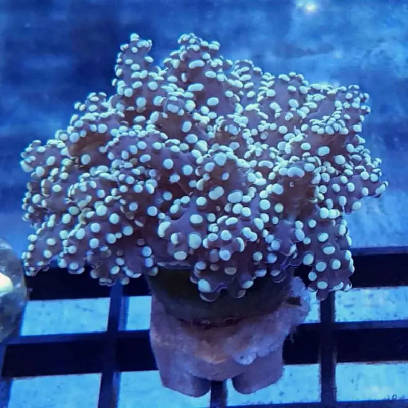Thick-branched Frogspawn Frag - Euphyllia yaeyamaensis