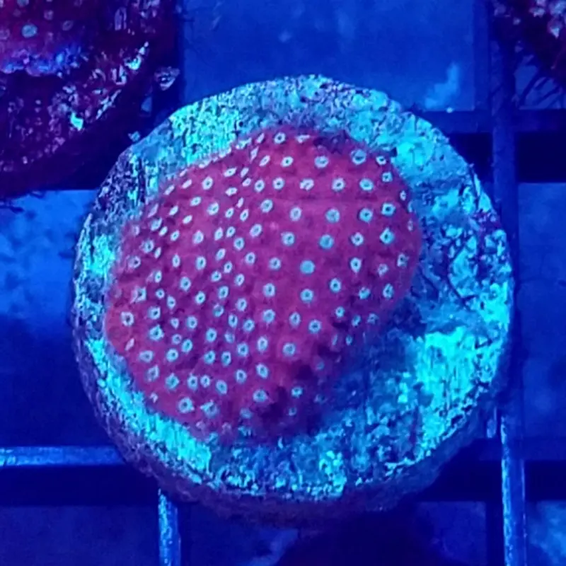 Thorn Coral Frag - Stylocoeniella sp.