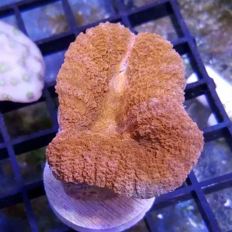 Ultra Branching Tooth Coral Frag - Lobophyllia sp.