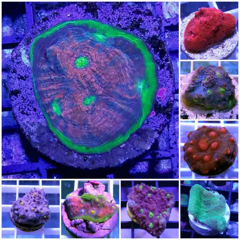 Ultra Chalice Frag - Echinophyllia/Echinophora sp.