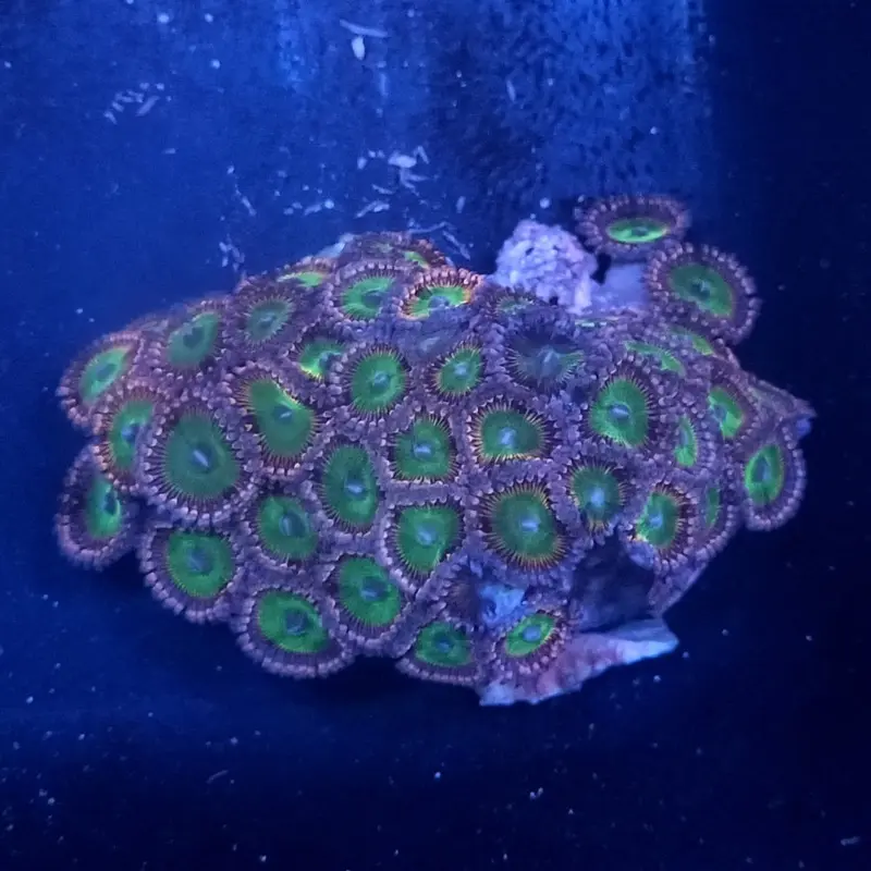 Ultra Collector's Polyp Frag - Palythoa/Zoanthus sp.