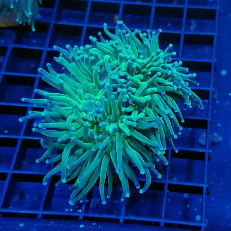 Ultra Green Torch Coral Frag - Euphyllia glabrescens