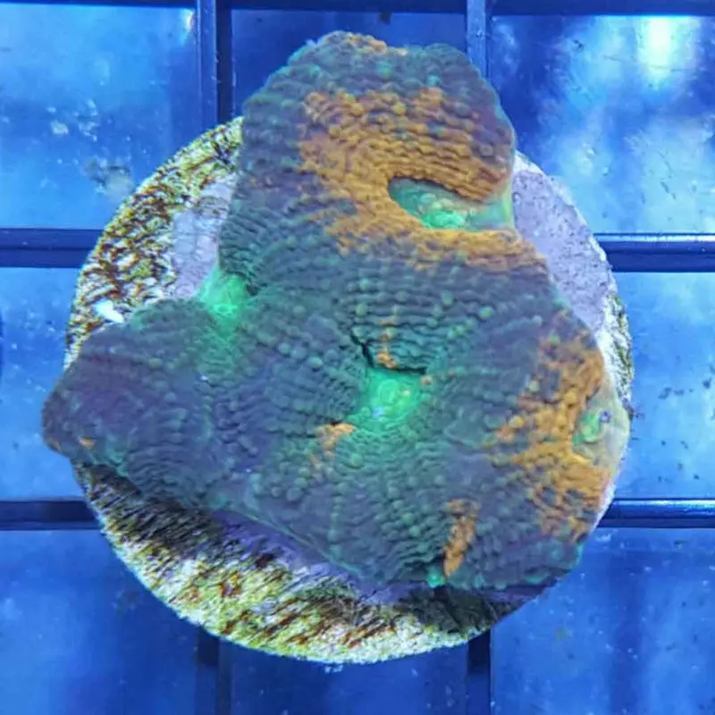 Ultra Orange & Green Echinata Frag - Acanthastrea echinata