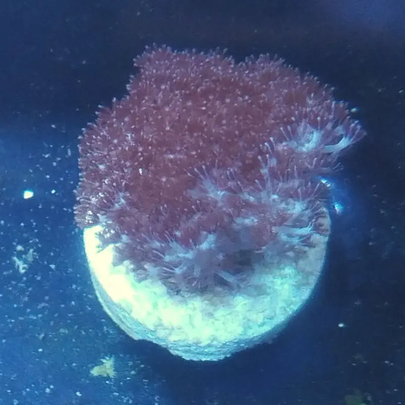 Asterospicularia Frag - Asterospicularia sp. (ORA)