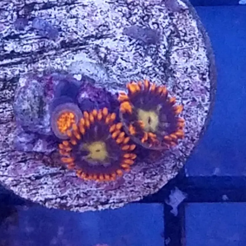 Bam Bam Polyp Frag - Zoanthus sp.