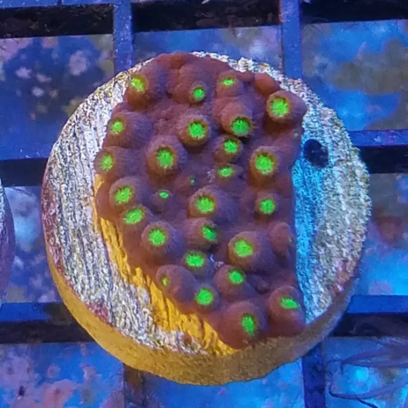 Bling Bling Cyphastrea Frag - Cyphastrea sp.
