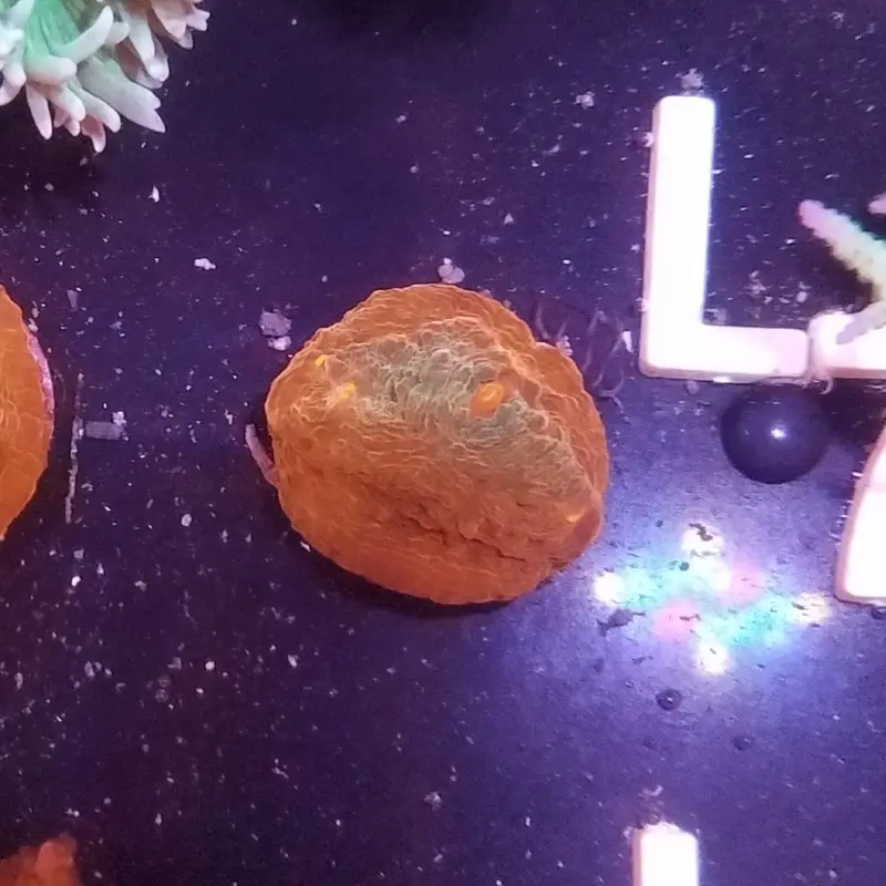 Bowser Chalice Frag - Echinophyllia sp. (ACI)