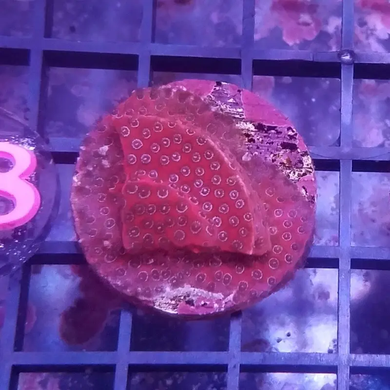 Darth Maul Porites Frag - Porites sp.